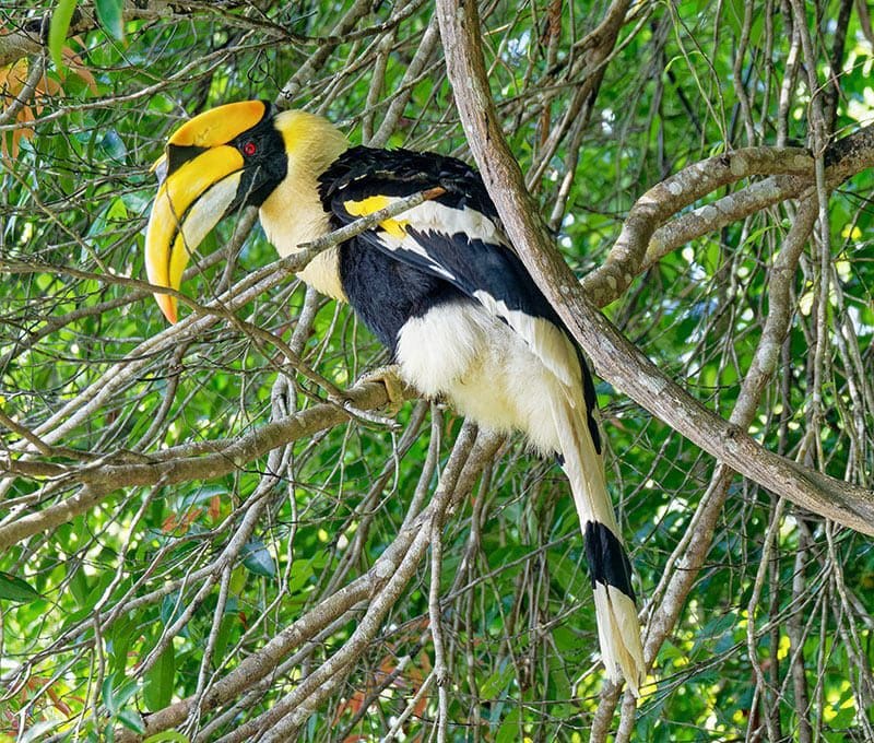 neushoornvogel in maleisie