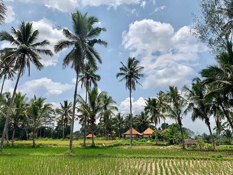 Bali velden