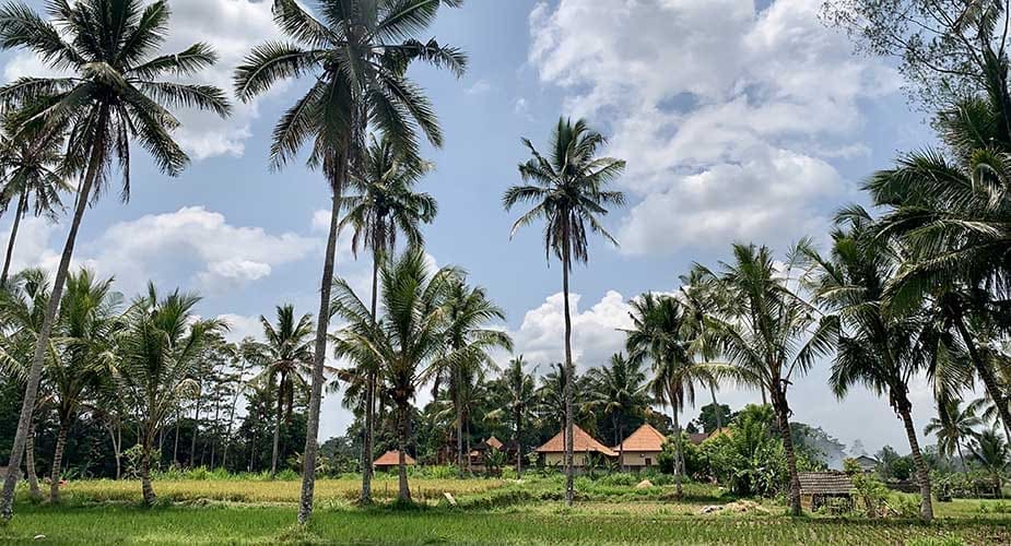 Palmbomen bij de restvelden bij Ubud