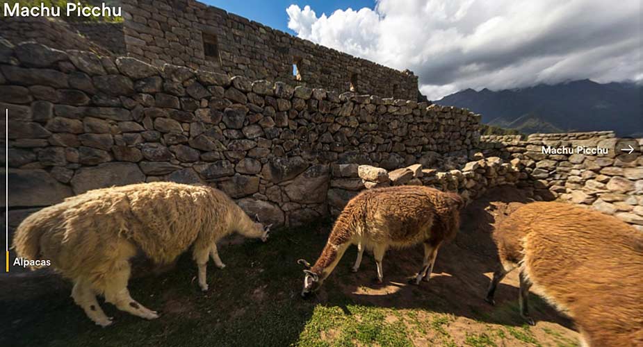 Bezienswaardigheden van Peru: Alpacas bij Machu Picchu in Peru