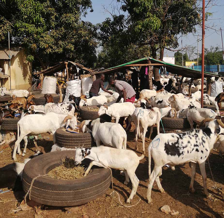 een veemarkt in Gambia