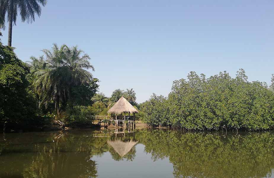 de mangrove in Gambia