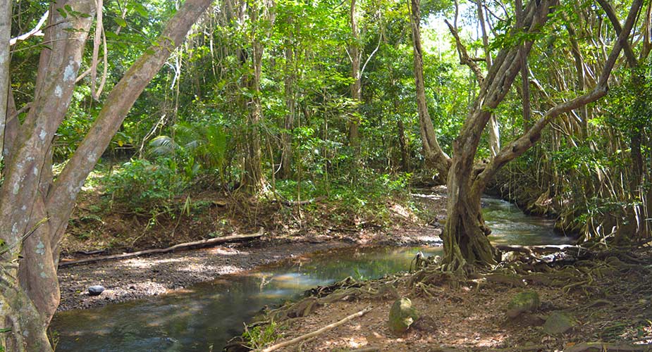 Dichte jungle en natuur zie je op Dominica