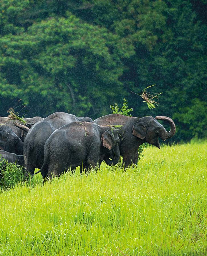 Doen tijdens een reis naar Thailand: olifanten spotten in het Khao Yai Nationale park