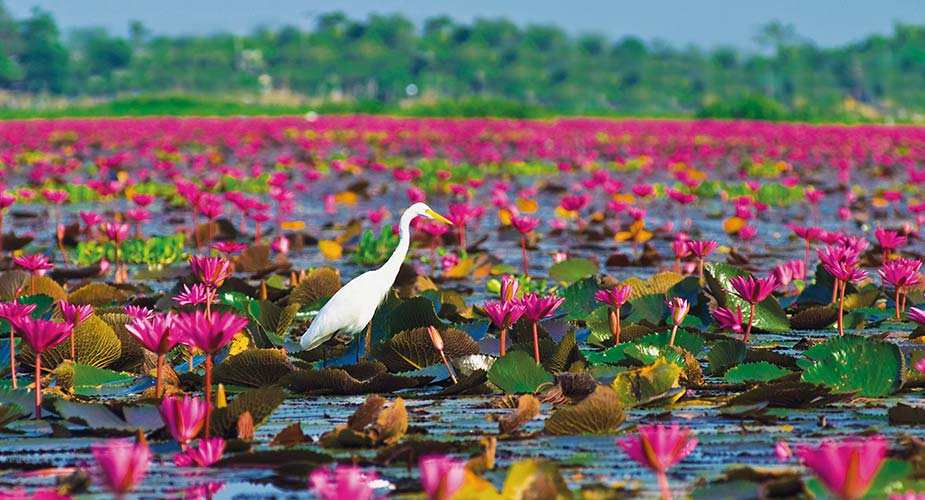 Waterlelies en watervogels in Thale Noi bij Phattalung