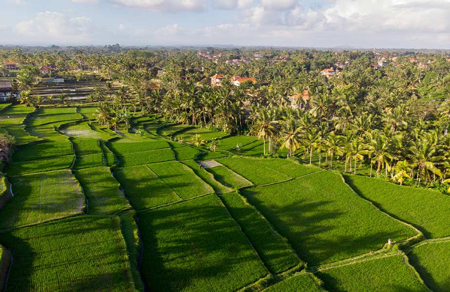 Rijstvelden bij Ubud zien tijdens je vakantie naar Bali