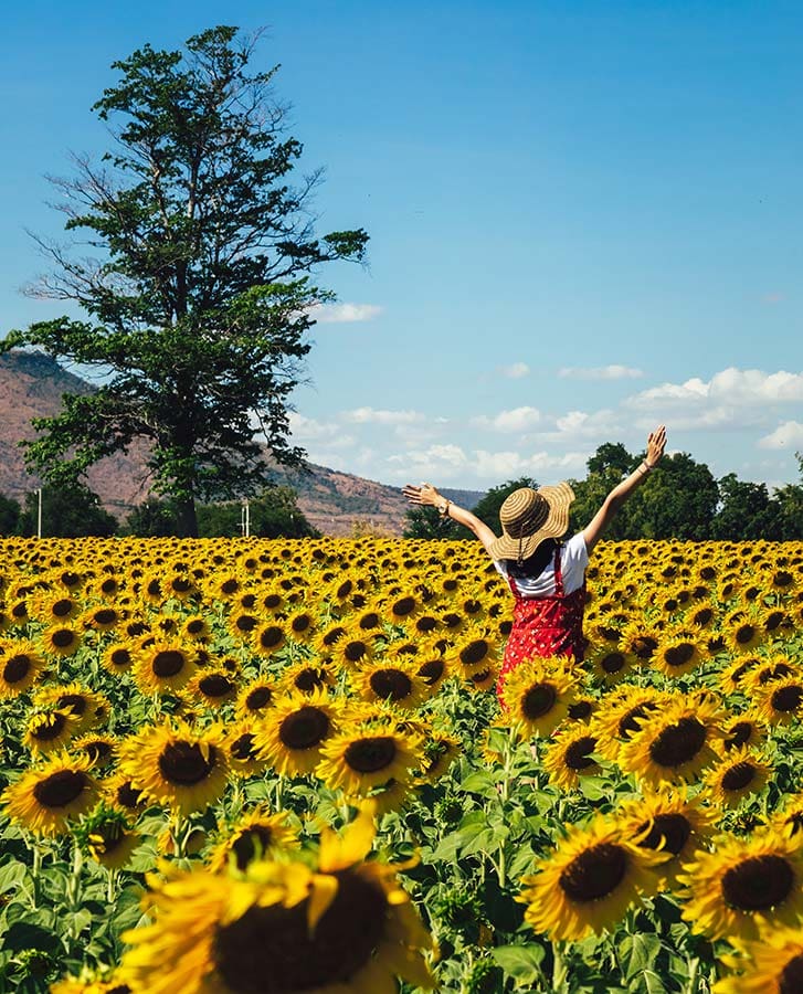 Leuk om te zien tijdens je reis naar Thailand, de zonnebloemenvelden bij Jeenla Mountain