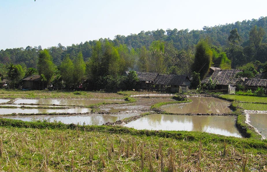 Rijstvelden onderweg van Bangkok naar Chiang Mai