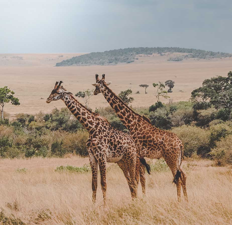 giraf in kenia