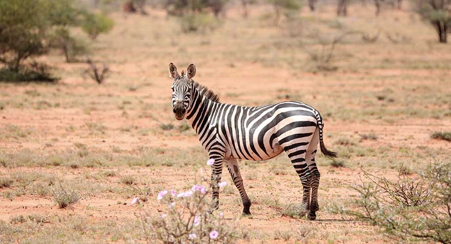zebra in kenia