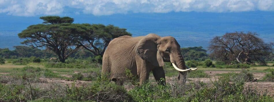 safari in kenia