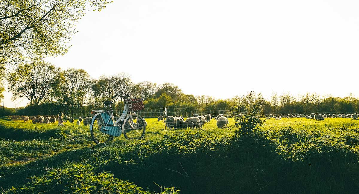 Fiets bij weiland met schapen