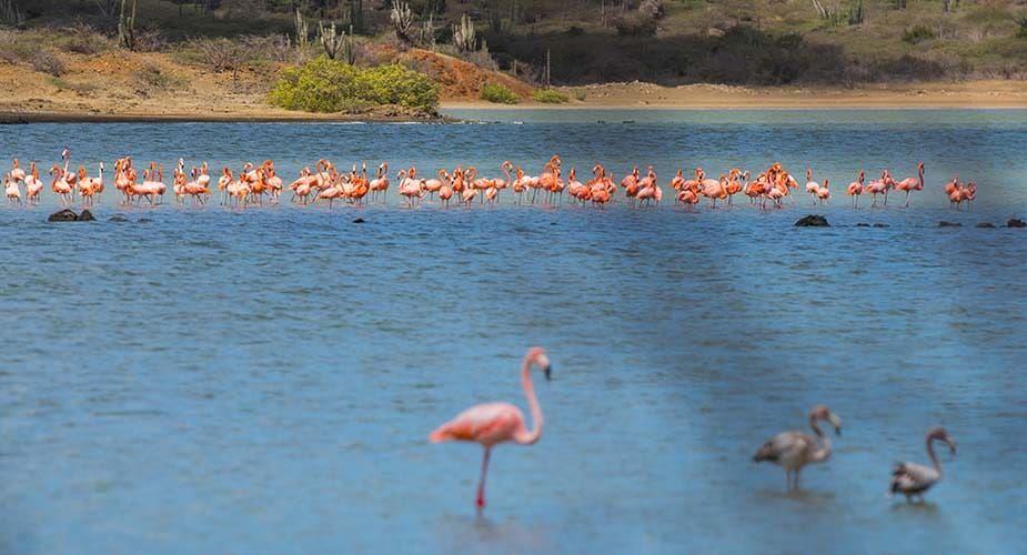 flamingos curaçao