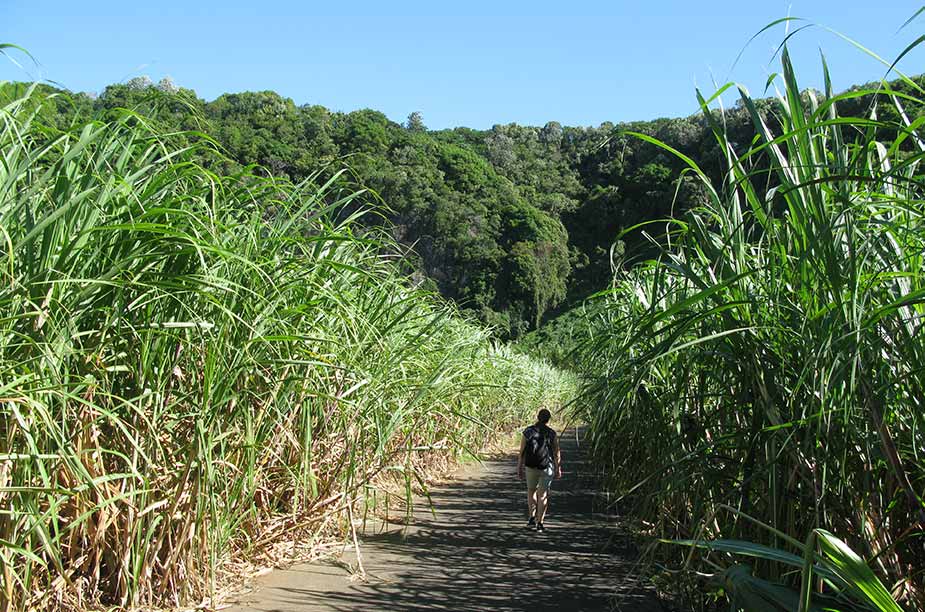 Rietsuikerplantages in het noorden van La Réunion