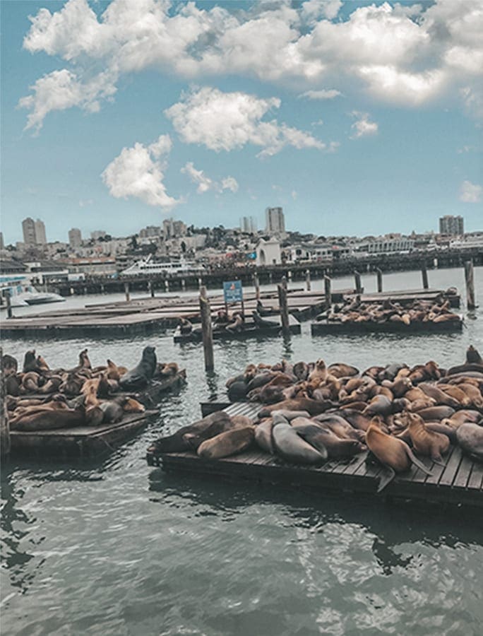 Pier 39, de keukste bezienswaardigheid van San Francisco