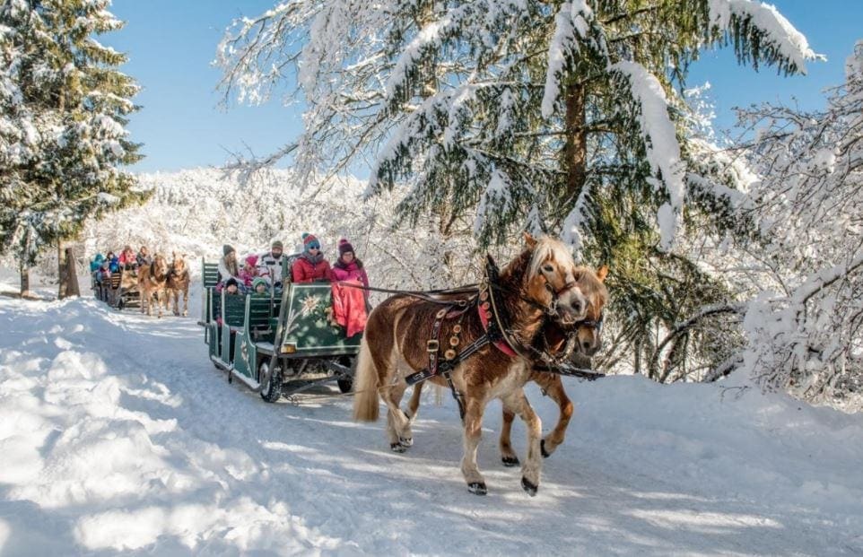 Rijden met een arreslee door de sneeuw in Trentino