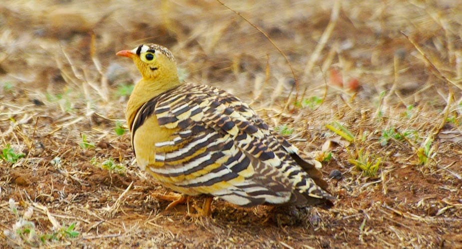 De bijzondere vogelsoort bonte frankolijn in India