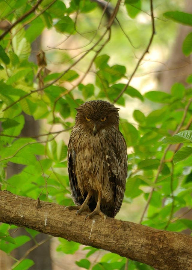 De bruine visuil in het park in India