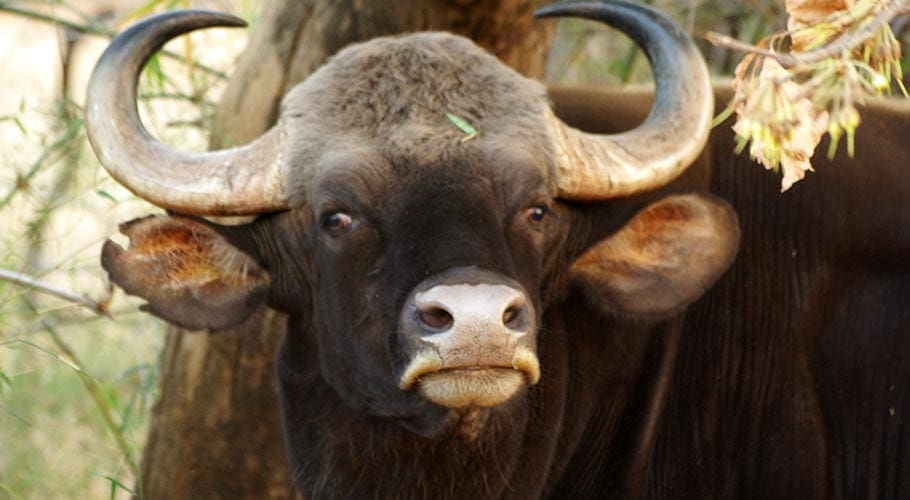 Kop van een gaur, een Indische bizon