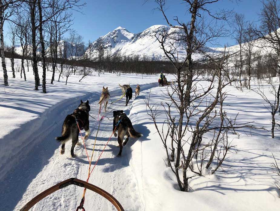 Genieten van een huskysafari in het winterse landschap in Noorwegen