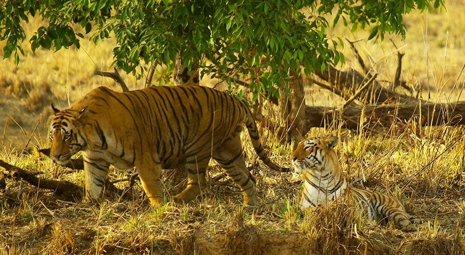 De tijgers Maya en Matkasur in het park in India