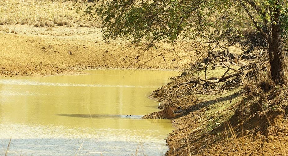 De tijger Maya in de rivier