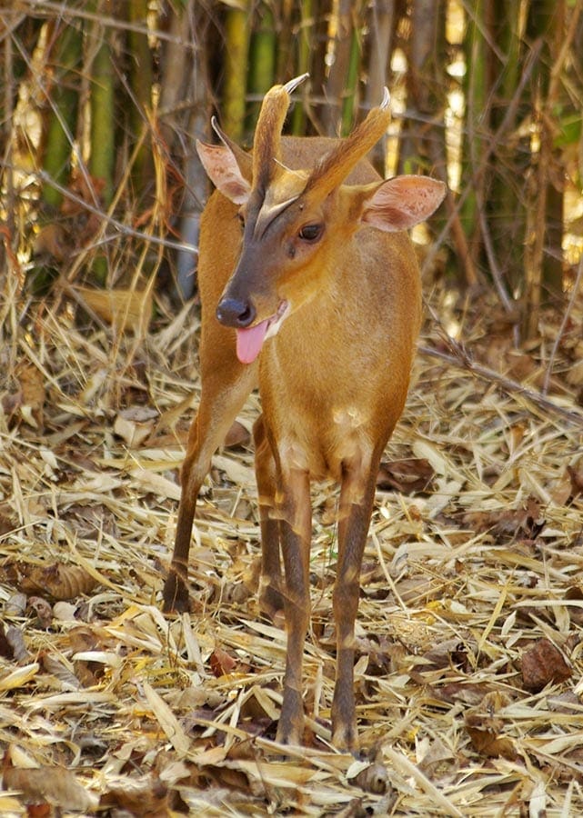 Ee muntjak in het park in India