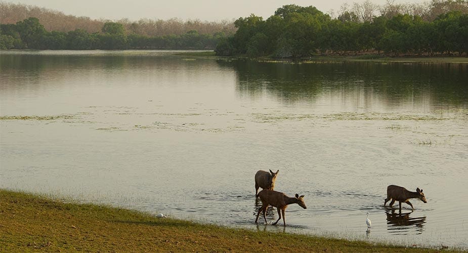 Herten in India lopen aan de rivierkant