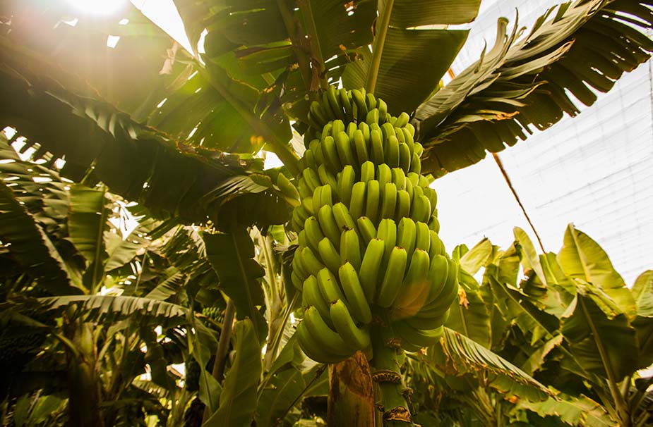 Bananenplantage op Tenerie