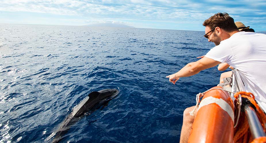 Dolfijnen spotten bij Tenerife