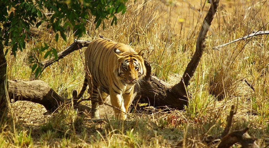 De mannelijke tijger in het tijgerhart in India