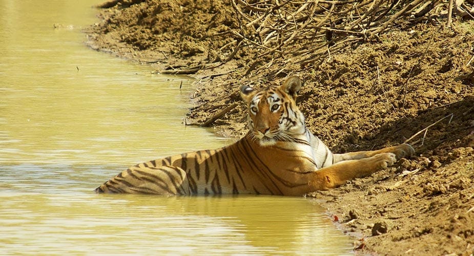 Maya de tijger in India ligt aan de rand van de rivier