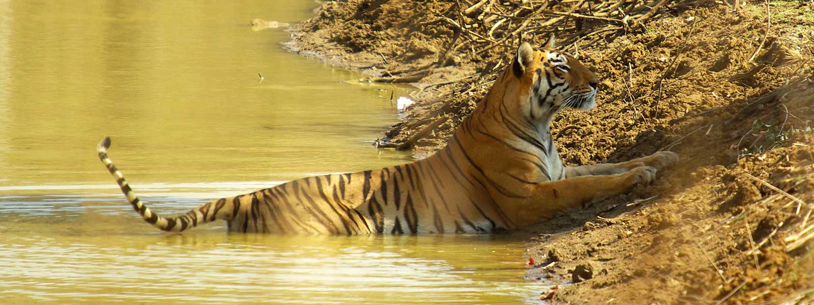 Tijger in India aan de rivierkant