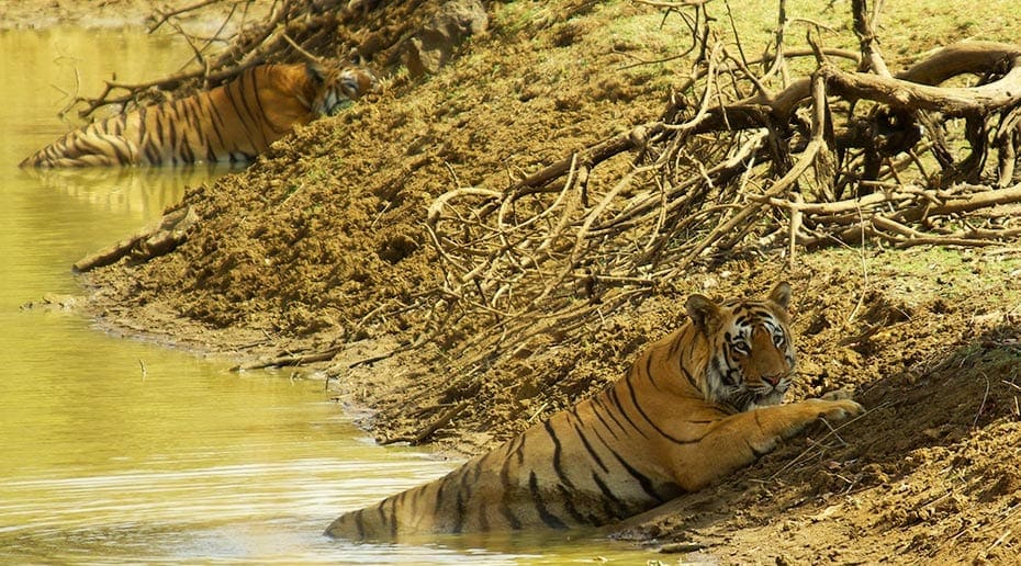 Tijgers Maya en Matkasur in in het water in India