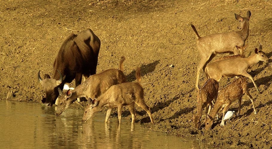 Verschillende wilde dieren bij de rivier, prooi voor de tijgers in India