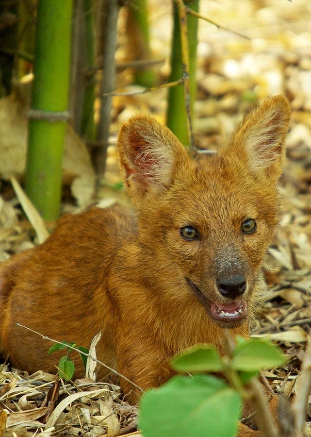 Een wilde hond schuilt in tussen de bomen