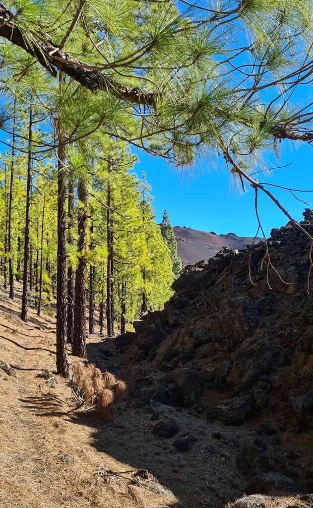 De grens tussen begroeiing en lava bij El Teide