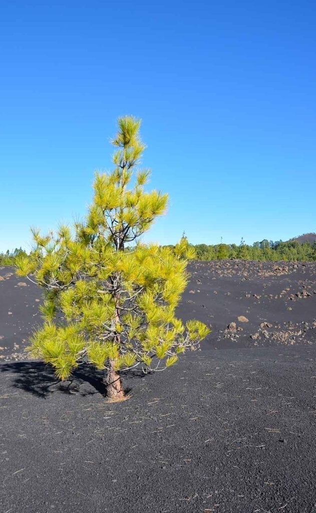 Alleenstaande boom in het lavalandschap bij de Teide op Tenerife