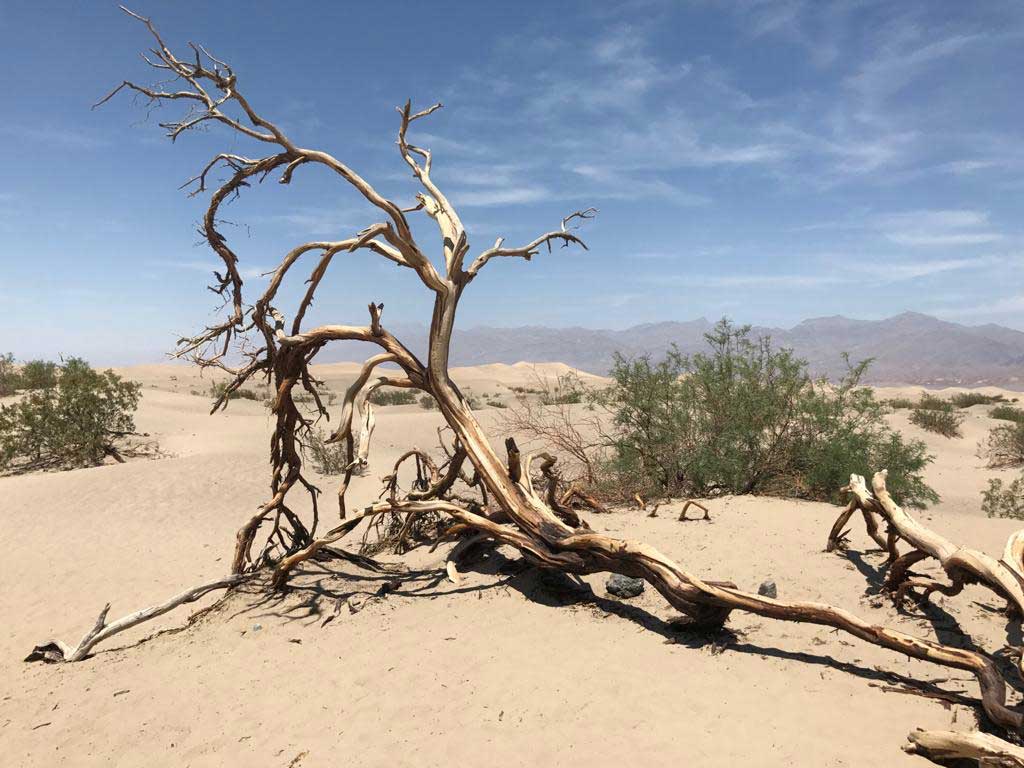 Woestijnlandschap met een dode boom