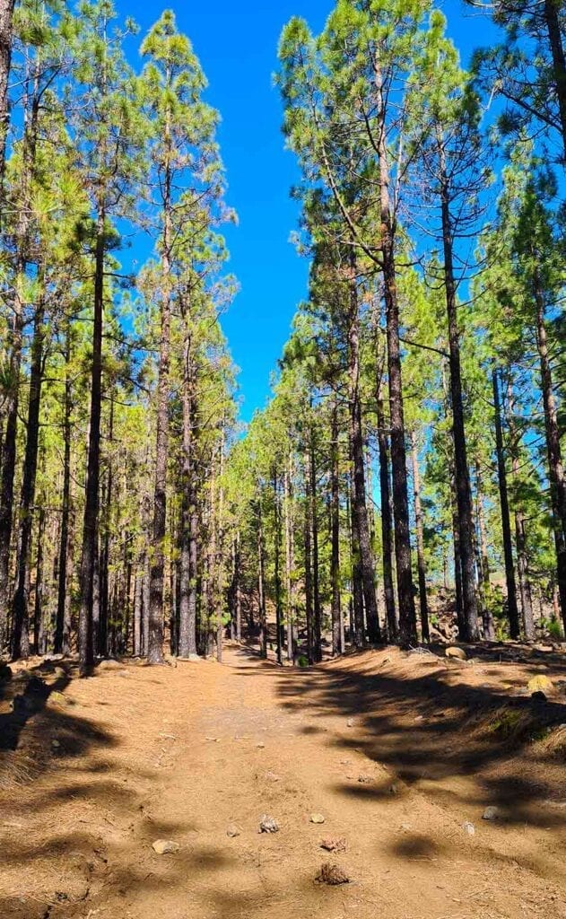 Hiken in het bos in Tenerife