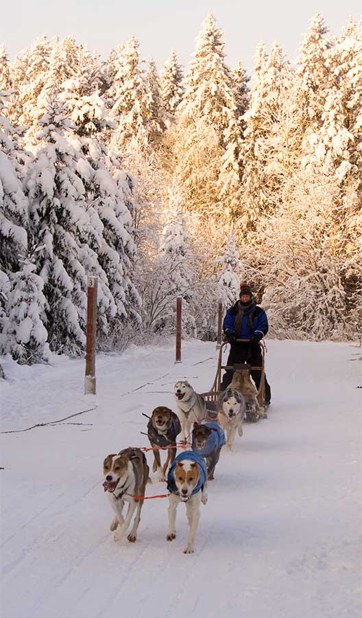 Husky safari in Finland in winterlandschap