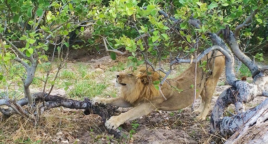 Leeuw strekt zich uit tussen de struiken in Zuid-Afrika