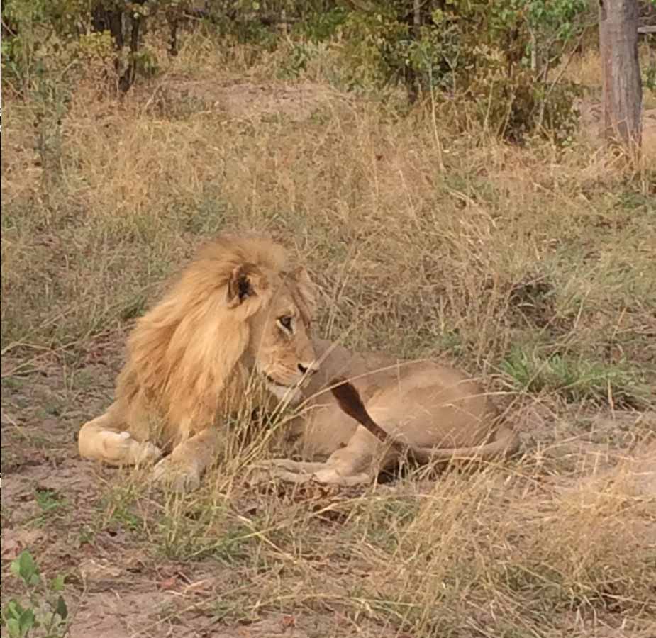 Leeuw in Afrika ligt uit te rusten