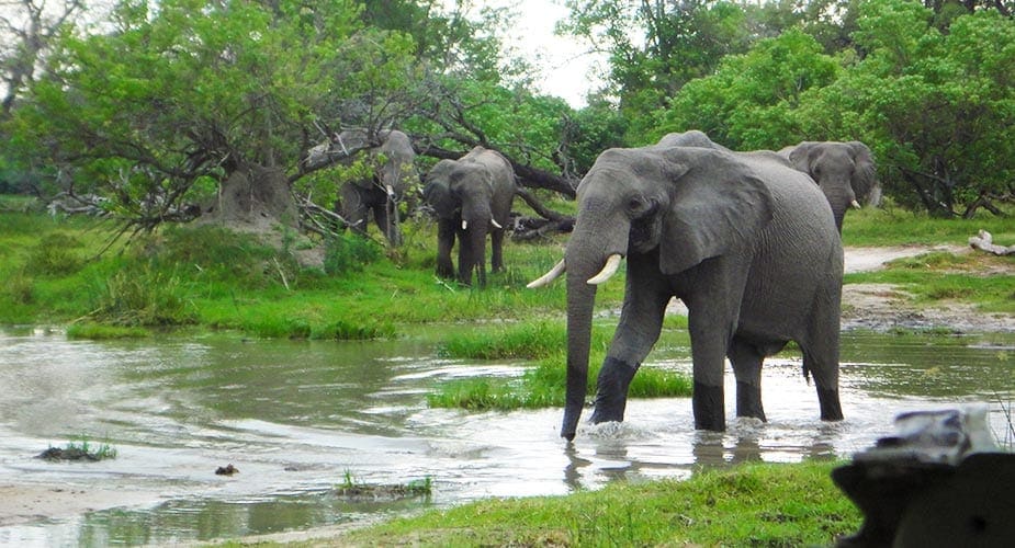 Olifanten in Botswana