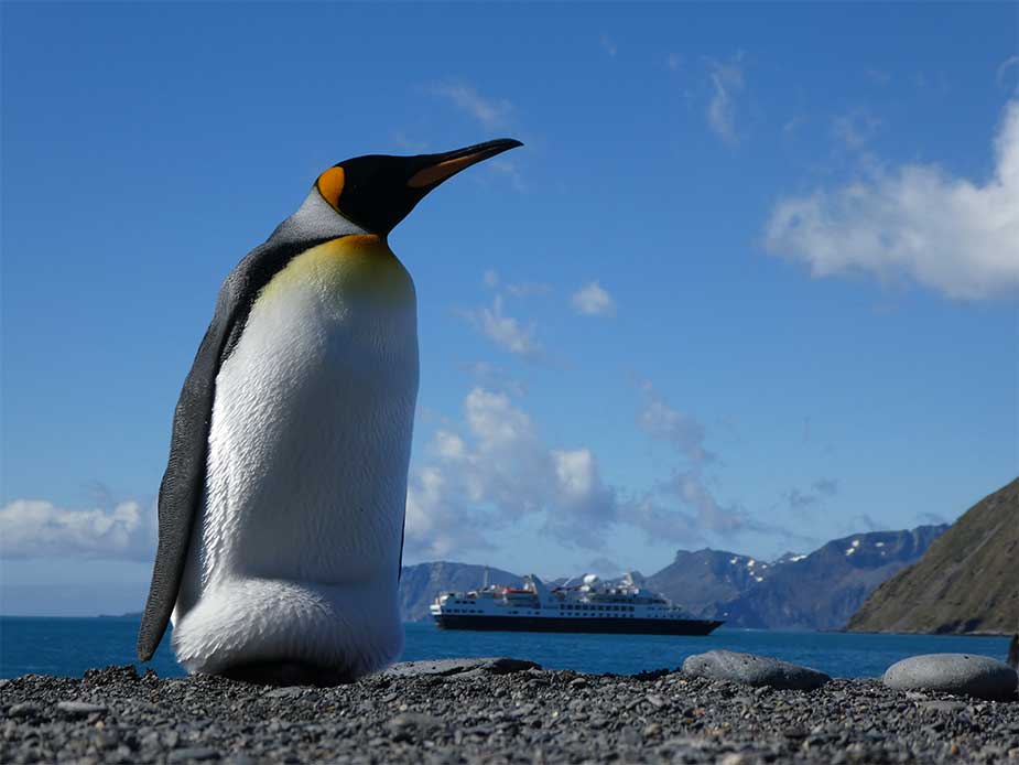 Pinguin op strand in South Georgia