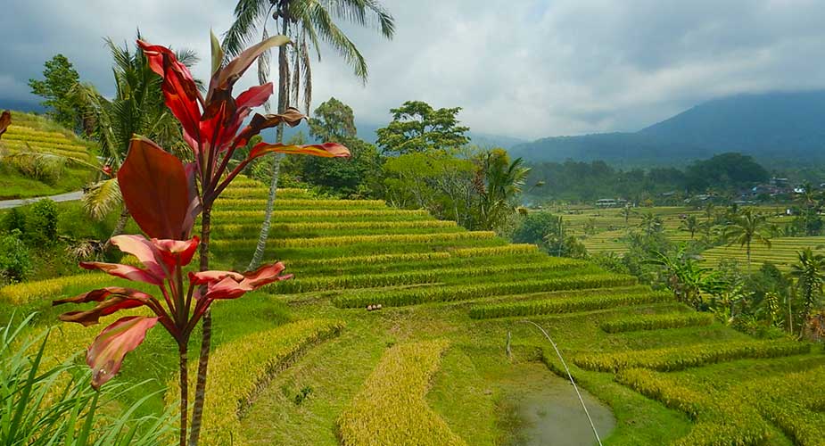 Rijstveld op Bali