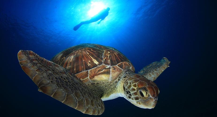 Schildpad tijdens het duiken op Tenerife
