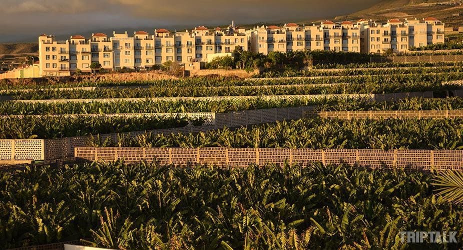 Bananenplantages op Tenerife in de avondzon