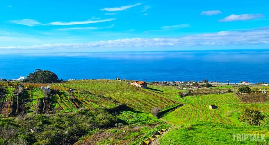 Wijngaarden in het noorden van Tenerife