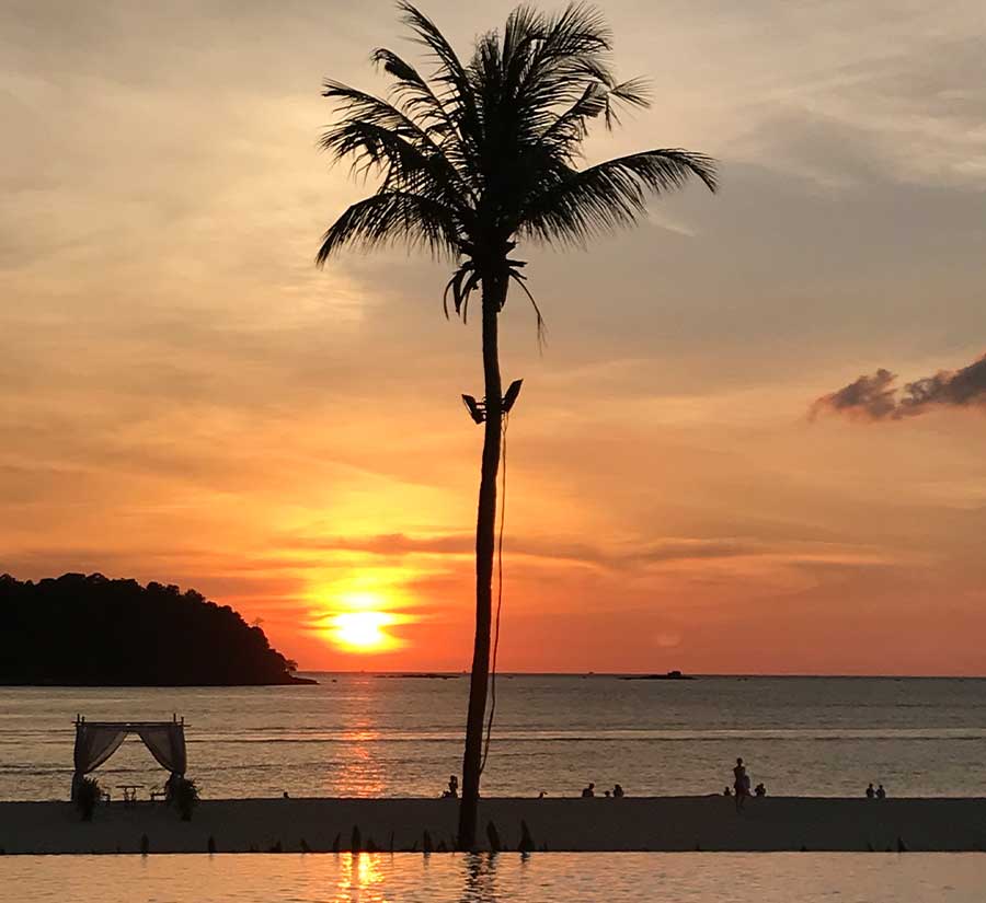 Palmboom aan zee bij zonsondergang